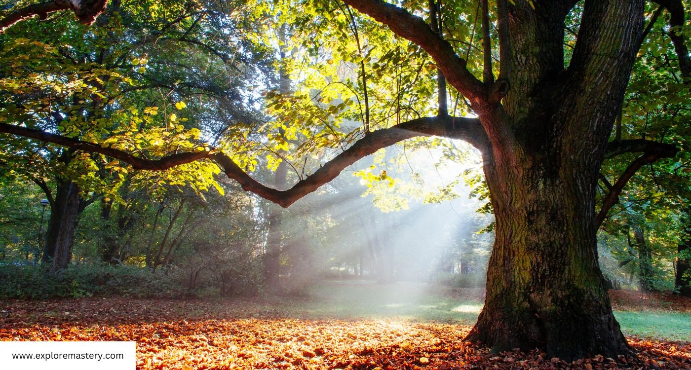 The oak tree stands tall as a powerful symbol of strength and resilience in nature